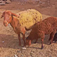 گوسفند|حیوانات مزرعه|نیشابور, شهرک رضوی|دیوار