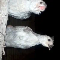 جفت گلین طوسی درجه یک