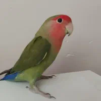 طوطی برزیلی سبز جفت گیر نر