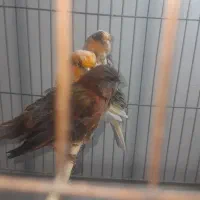فروش نه عدد قناری