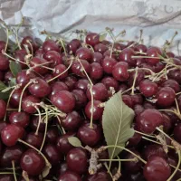 آلبالو مجاری گوشتی