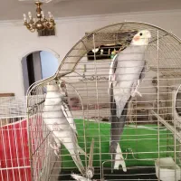 عروس هلندی جفت دستی