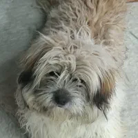 سگ پاکوتا پشمالو