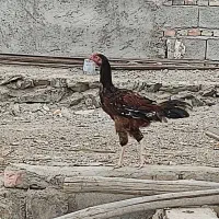 مرغ خروس و ماکیان