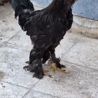 خروس مرندی
