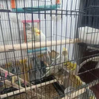 جفت عروس هلندی