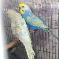 مرغ غشق رنگین کمانی