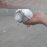 کله نر
