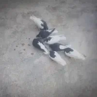 کفترخال|پرنده|نیشابور, بنیاد شهید|دیوار