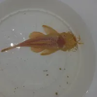 لجنخوار پوزه بوته ای|ماهی|تهران, نازی‌آباد|دیوار