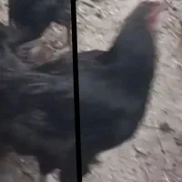 مرغ و خروس