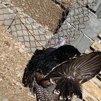 بوقلمون ماده