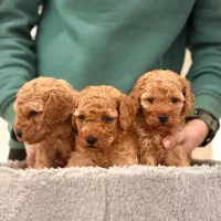 توی پودل اصیل با تضمین اصالت نژاد