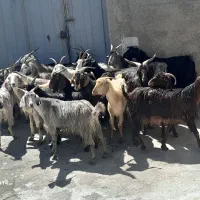 بز شیری|حیوانات مزرعه|میلاجرد, |دیوار