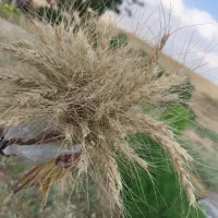 گندم آبی اکراین