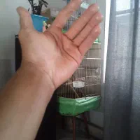 معاوضه عروس هلندی باسهره خاکی