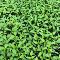 نشا گوجه بادمجان فلفل دلمه فلفل قلم شمشیری