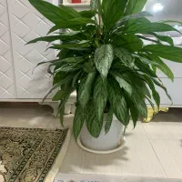 گل طبیعی شاداب و سرزنده