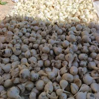 موسیر کوهی