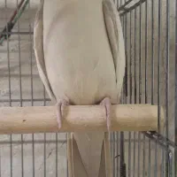 عروس هلندی لوتینو نر خیلی مست نطفه قوی