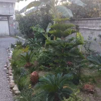 سیکاس از بزرگ و کوچک دونه ایی یه تومن