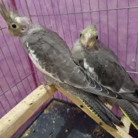 عروس هلندی دستی درچالدران
