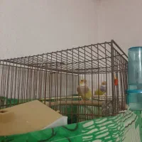2 جفت فنچ گلدین ابی و زرد