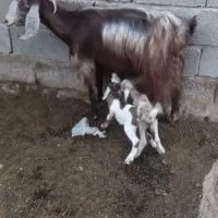 بز ماده با بچه دوقلو