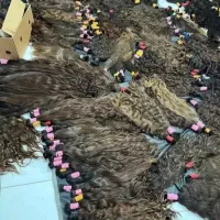 پول زیاد برابر است با موی خوب