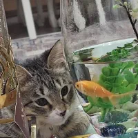 گربه ی مهربون  واگذاری رایگان به خانواده ی مسئول