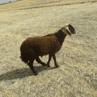 بره نربره