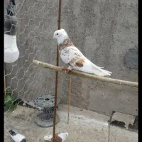 شازده سرور نر کبوتر پرنده