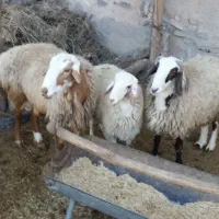 گوسفند( بره نر) فروشی