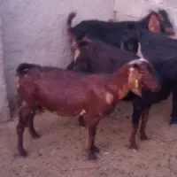 فروش بز