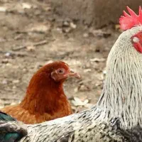 فروش ۵ مرغ و یک خروس