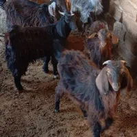5عددبزغاله ماده