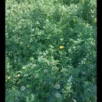یونجه|لوازم جانبی حیوانات|ارومیه, |دیوار
