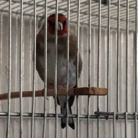 سهره دورگ  کرمونی نر جوجه قفس