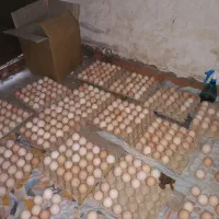 دستگاه جوجه کشی  ۲۷۰۰تایی
