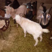 سلام تعدادی بزغاله نرویک نربز یک ساله درجه یک