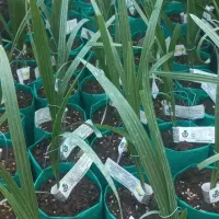 نخل کشت بافت پیارم،برحی،زاهدی،نرغنامی