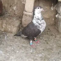کبوتر کربلایی ریش ماده عروسک