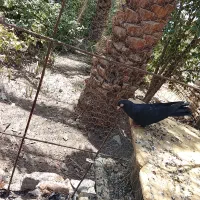 زاغ نر
