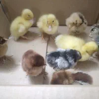 جوجه گلپایگانی