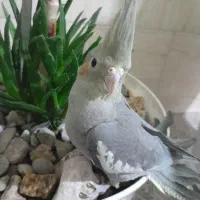 عروس هلندی آهویی