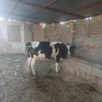 فروش گاو سالم در خانه