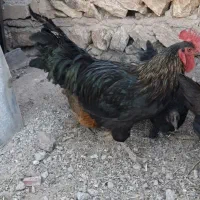 خروس سیاه