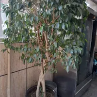 بنجامین ۲ متری ولیندا ۳۰ ساله|گل و گیاه طبیعی|تهران, سرو آزاد|دیوار