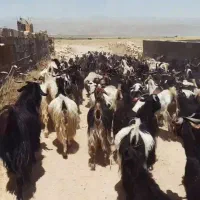 فروش بز روزگاری معاوضه با میش فقط