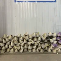 حراج 40 جفت کتونی دیادورا مردانه